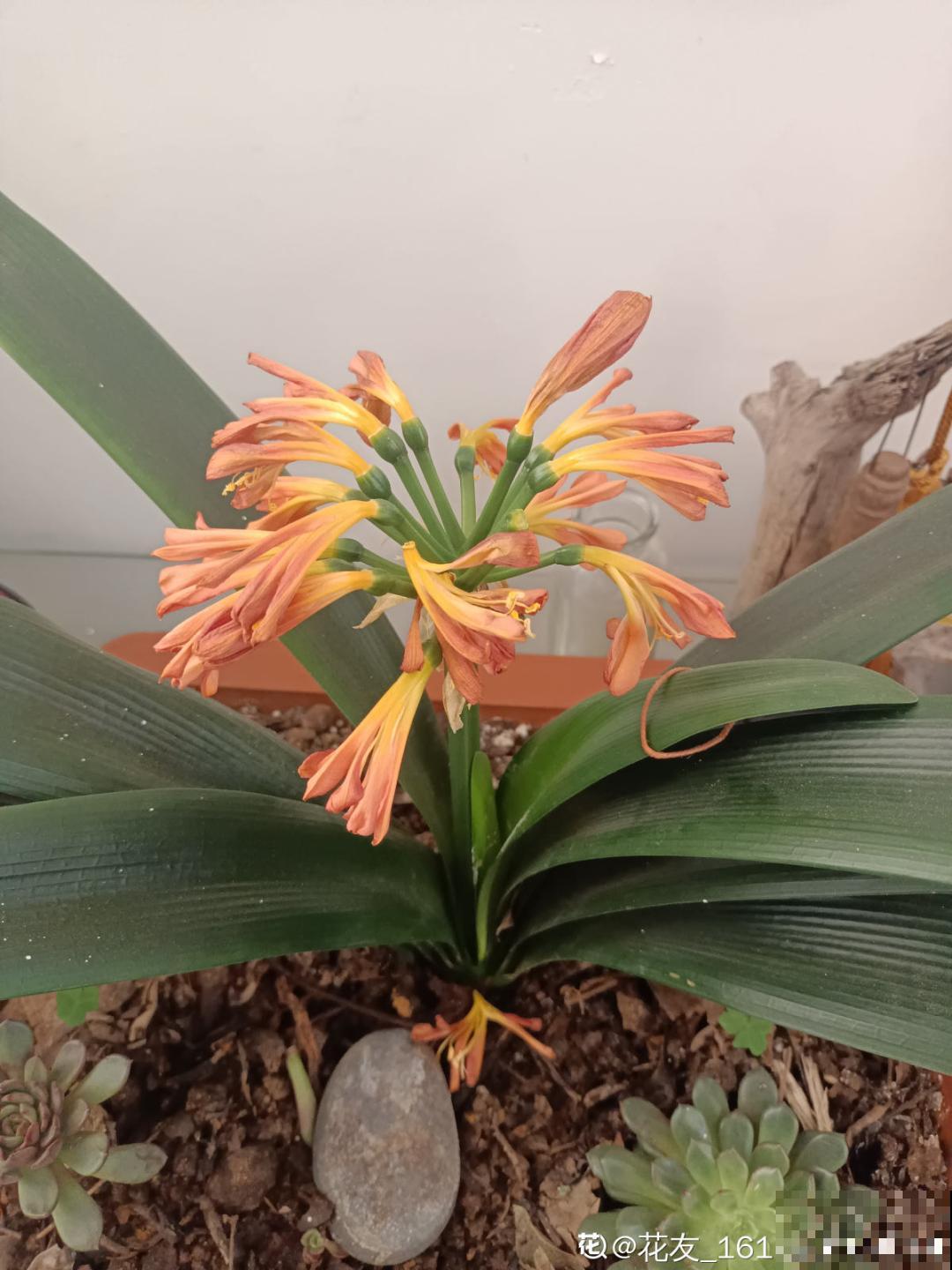 养君子兰就得学会6要点，叶子绿油亮，开花多又大