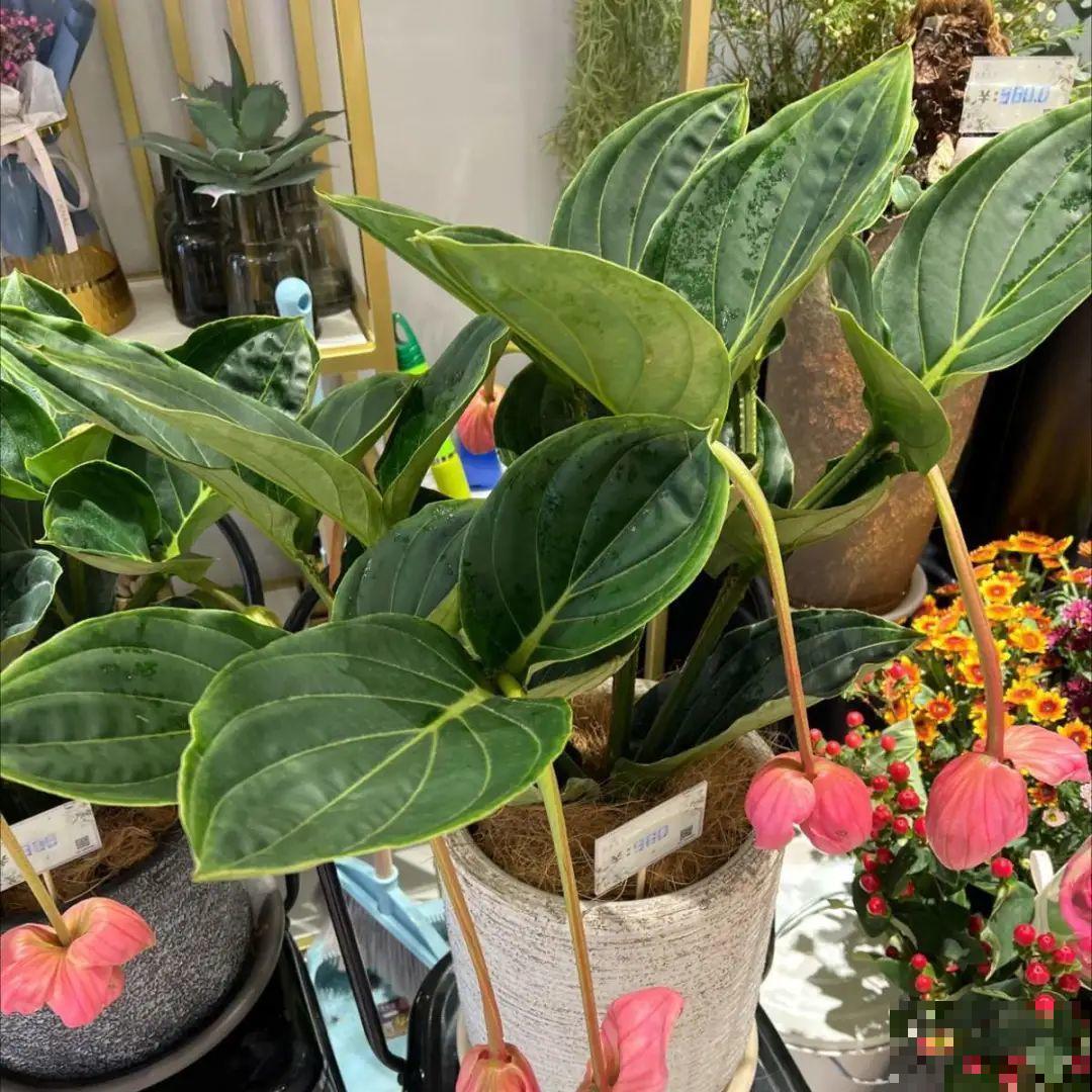 1种花叫“宝莲灯”，优雅大气富丽堂皇，妥妥的“镇店之宝”