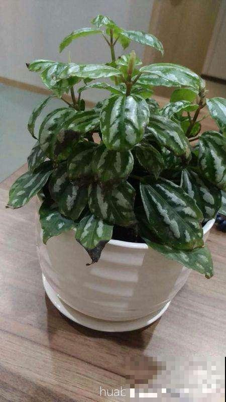 10块钱一盆的冷水花,叶子精美得像一幅画,不愧是网红植物 10块钱一盆的冷水花,叶子精美得像一幅画,不愧是网红植物