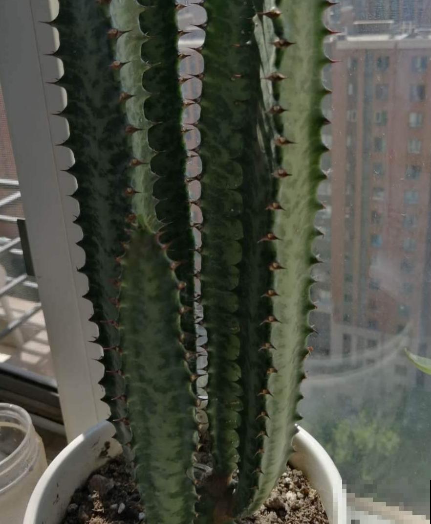 常见20种净化空气的室内植物