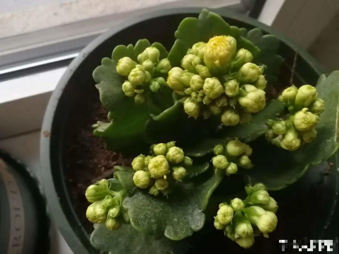 买茶花也要注意“坑”，注意5要点，叶子挺立有精神