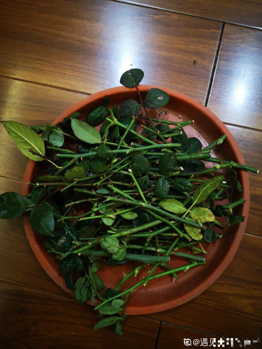 5种花,要是秋天不扦插,错过还得等1年! 5种花,要是秋天不扦插,错过还得等1年!