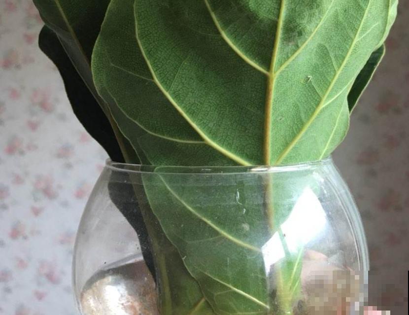 家家都有的小药片，碾碎给花吃一点，枝叶蹭蹭往外冒