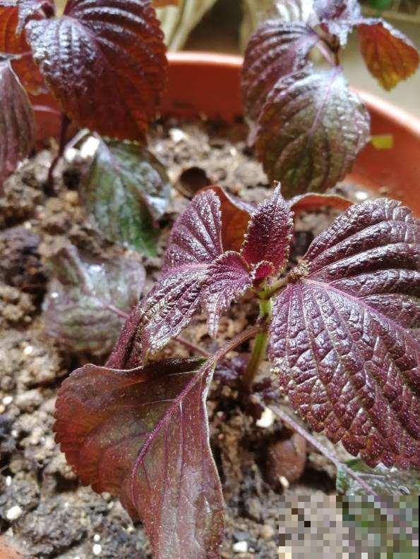 好闻又好吃的3种植物，养在家不要太划算