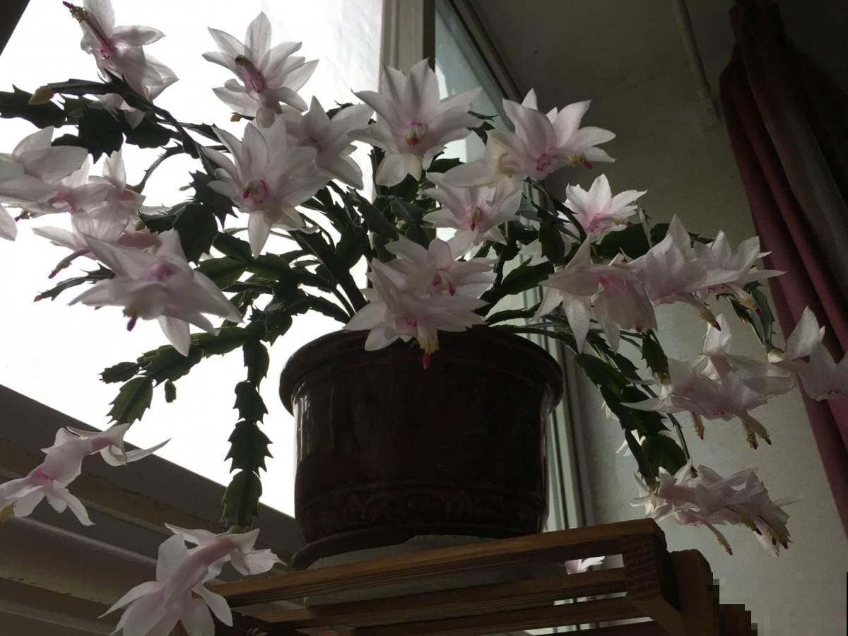 坐标哈尔滨，室外-18℃室内27℃，热得植物通通遭殃