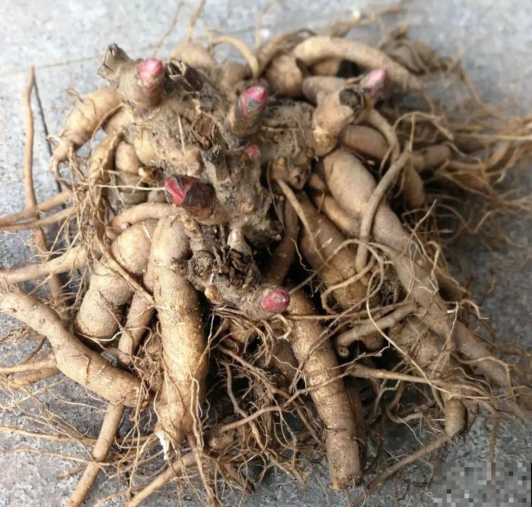 秋天种16种花，冬天就能开爆盆，满盆都是花