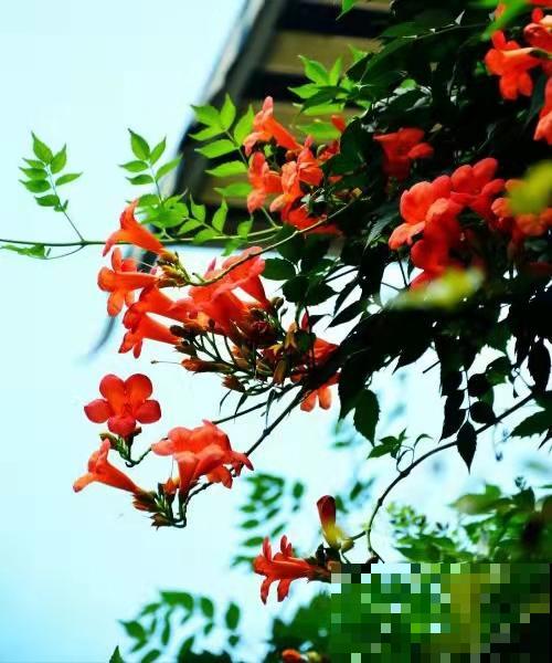 邻居的爬藤花惹了大麻烦，我家屋子成了“危房”，养花一定要慎重