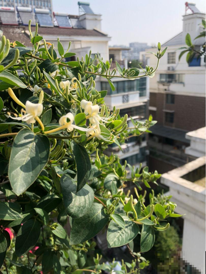 7种花，老年人尤其喜爱，路边看见了就走不动道儿