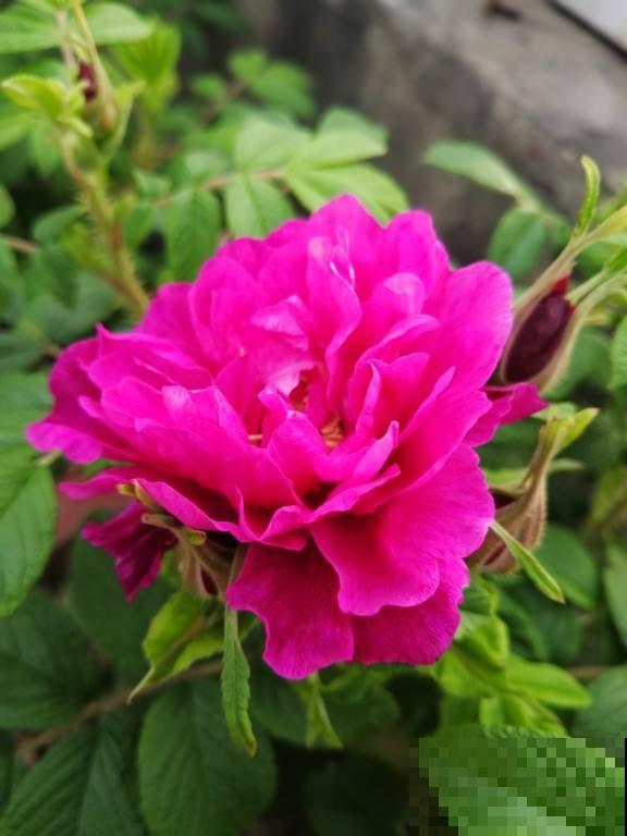 养花和性格息息相关，你是什么性格，就喜欢养什么花，你同意吗