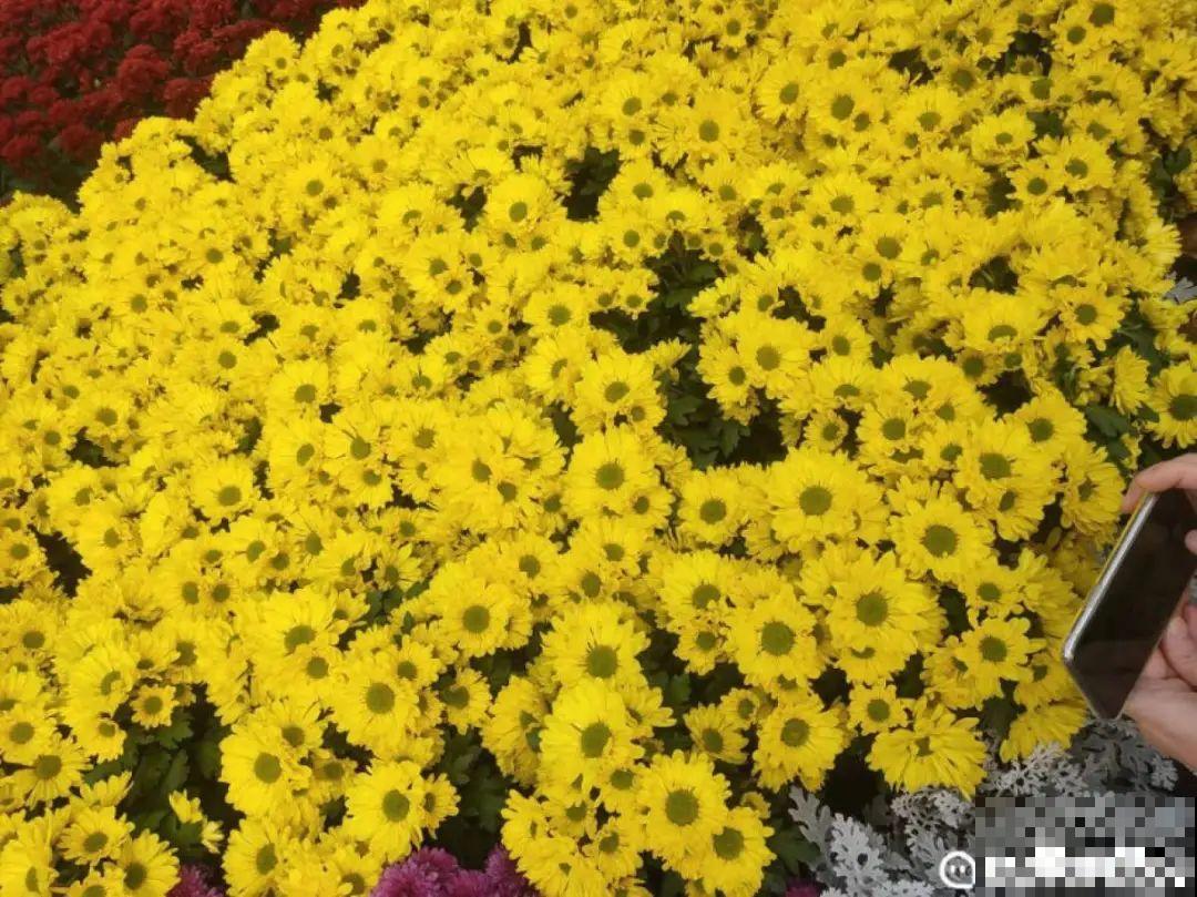 一盆菊花一万二，能开出七个颜色，真是少见