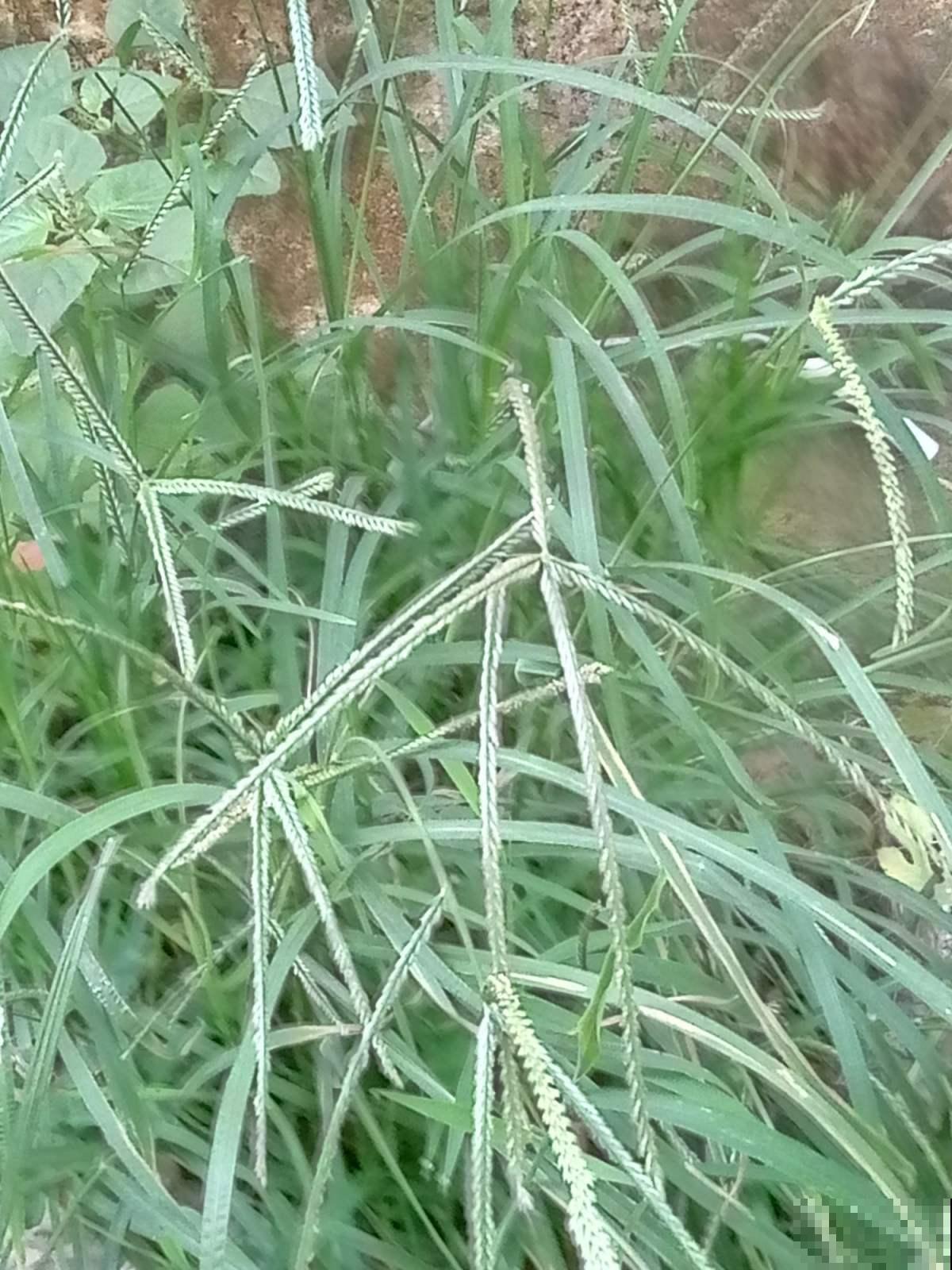 农村常见的1种野草，如今城里排队上山挖，浑身都是宝鲜有人知
