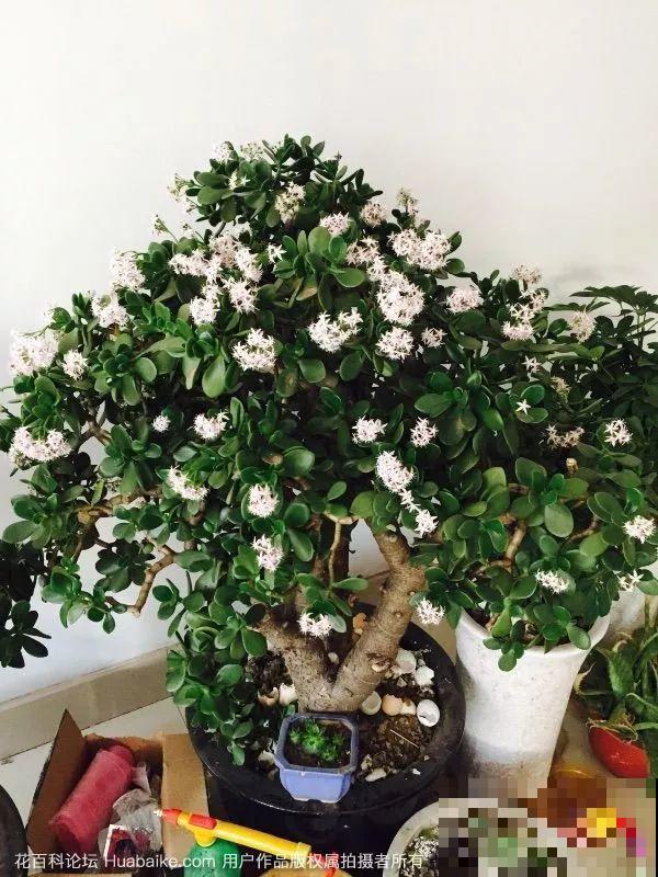 10种花得穷养，盆越小、水越少，越长得旺