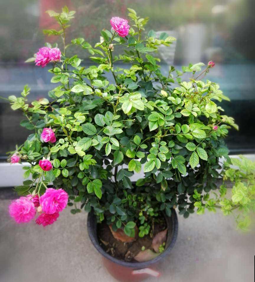 养花遇到红蜘蛛,教你3招让它“全军覆没”,简单好用 养花遇到红蜘蛛,教你3招让它“全军覆没”,简单好用