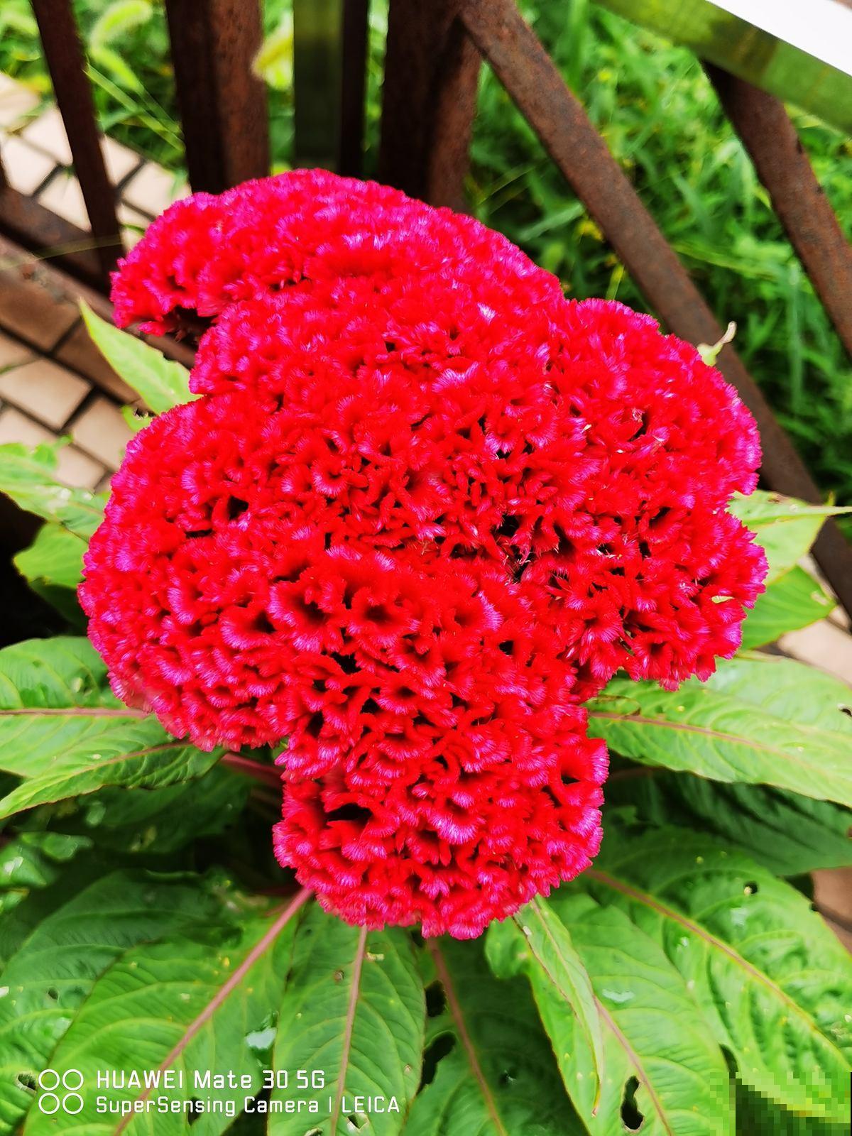 十二生肖守护花，领取你的专属好运，心想事成旺整年