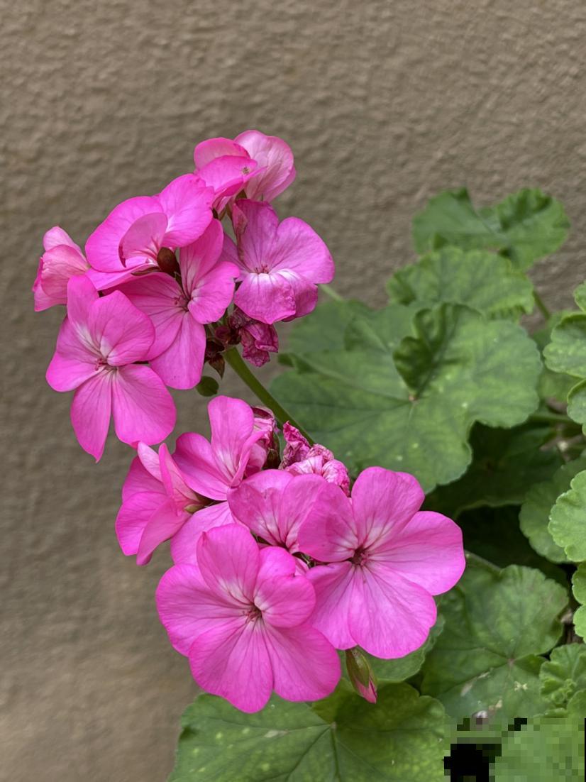 因为养花跟婆婆大吵一架，婆婆说家里养花“不吉利”，真是荒唐