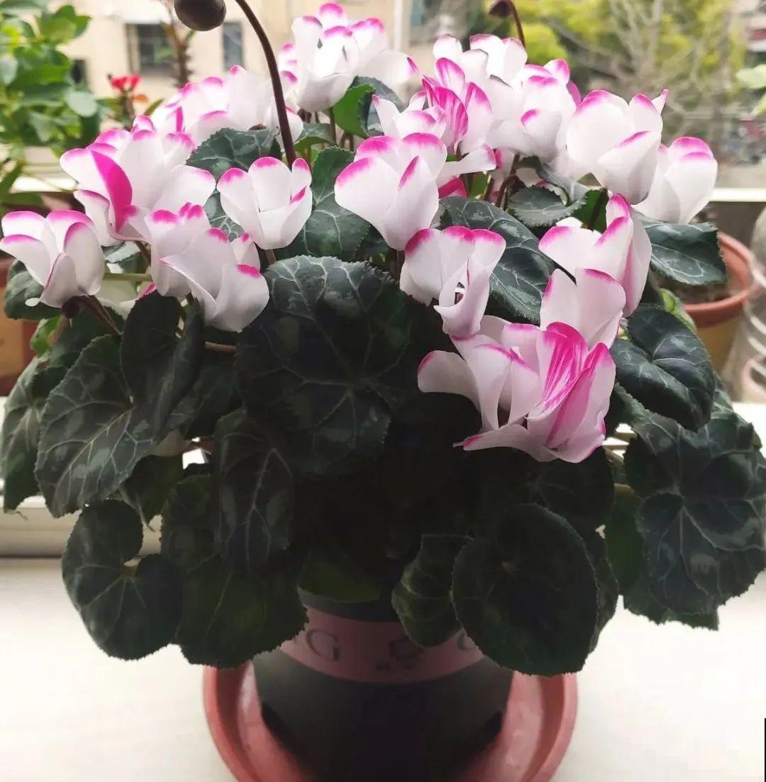 10种旺运花，一个月内要涨价，现在赶紧买