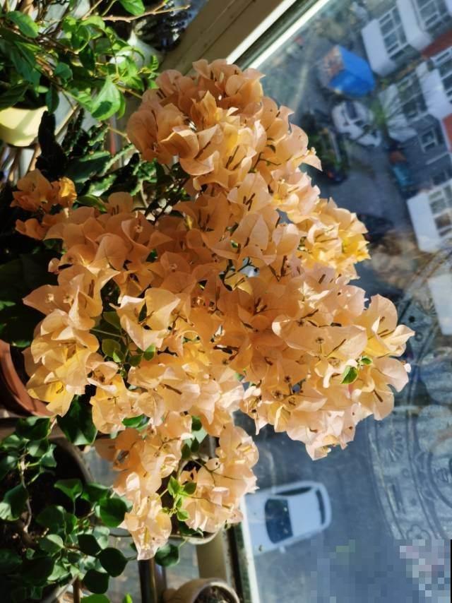 10种花，小盆“挤着养”，不烂根，植株旺，花苞突突冒