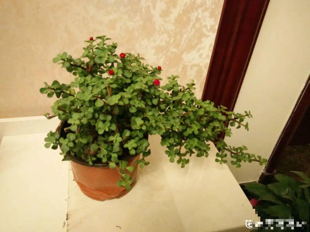 腊月买花要睁大眼,这8种花别要,养不活还浪费钱 腊月买花要睁大眼,这8种花别要,养不活还浪费钱