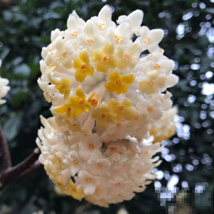 刚搬了新家就给我添堵，养花这么多年，邻居居然说我养花不吉利