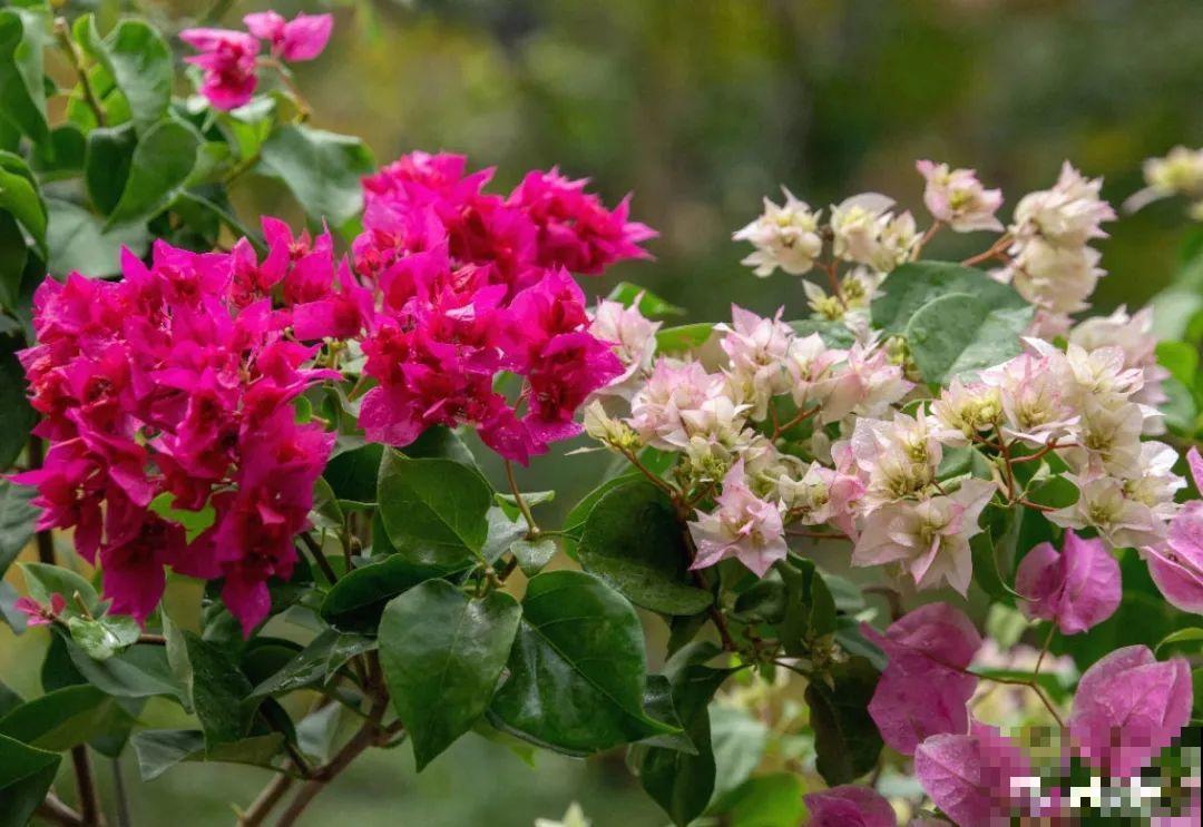 15年的君子兰，今天终于奇迹开花，开花技巧都给你！