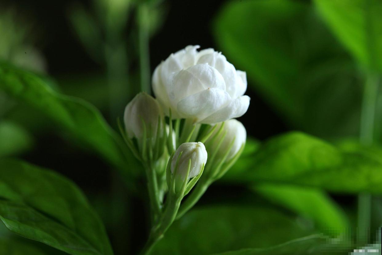 茉莉花一年要修剪几次 茉莉花一年要修剪几次