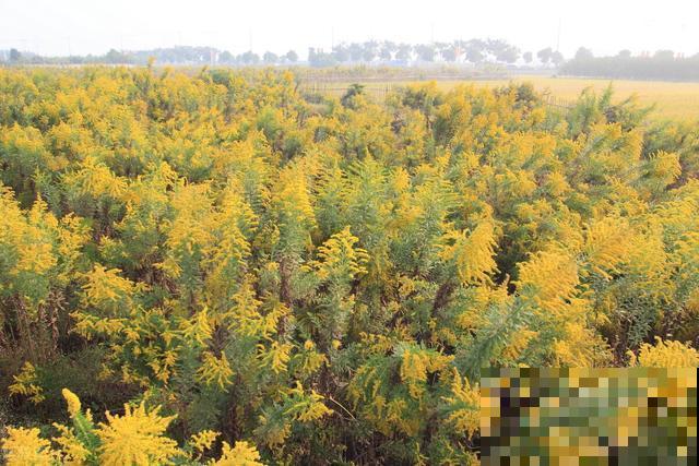 “恶魔之花”入侵,妥妥的生态杀手,看到一定要警惕 “恶魔之花”入侵,妥妥的生态杀手,看到一定要警惕