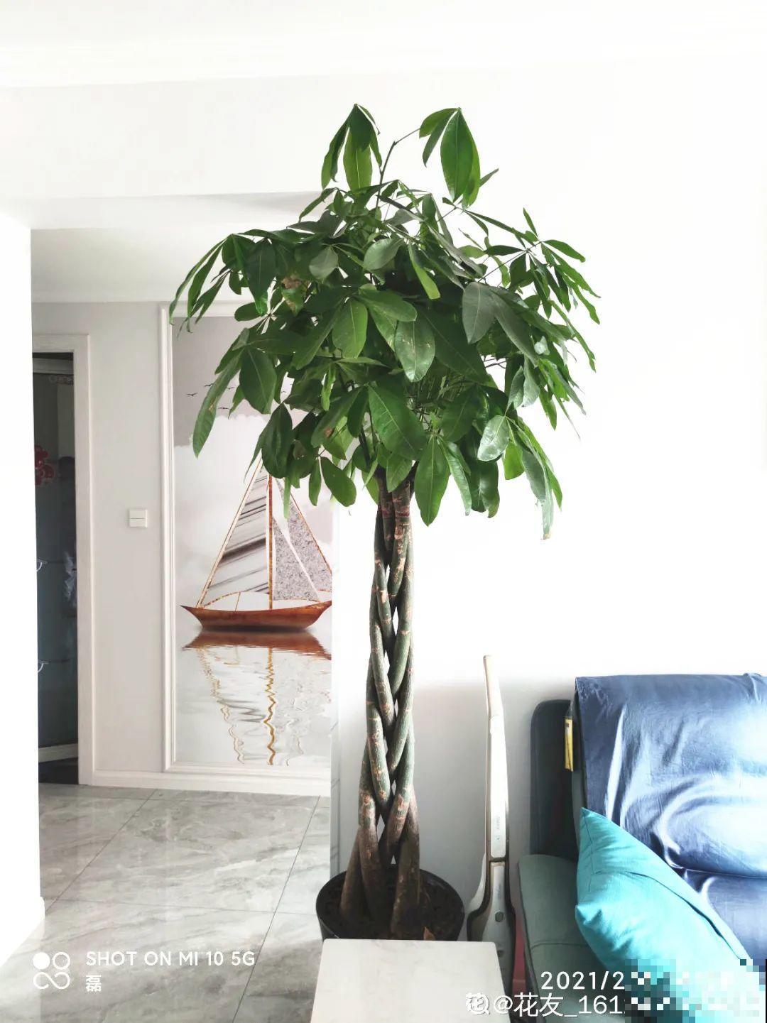 客厅养好树,子孙一直富,8种树养在家,镇宅有安全感 客厅养好树,子孙一直富,8种树养在家,镇宅有安全感