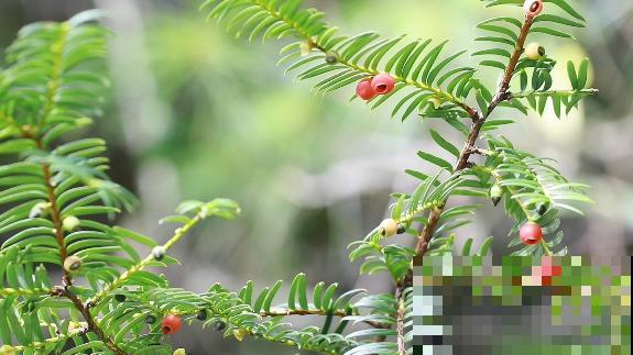 路边看到6种花，千万别随便采，可能会惹麻烦