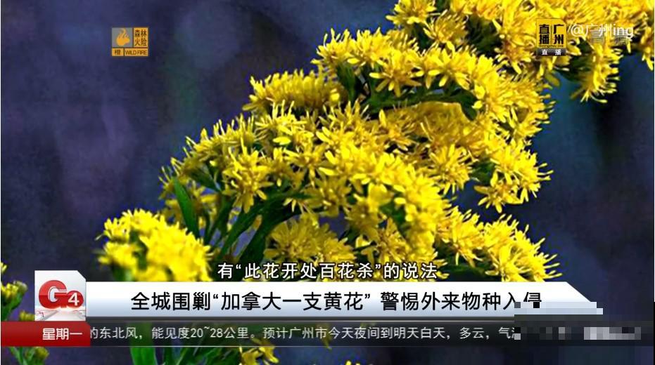 河南等地遭“恶魔之花”入侵，看到之后赶紧报告，不然会有大麻烦