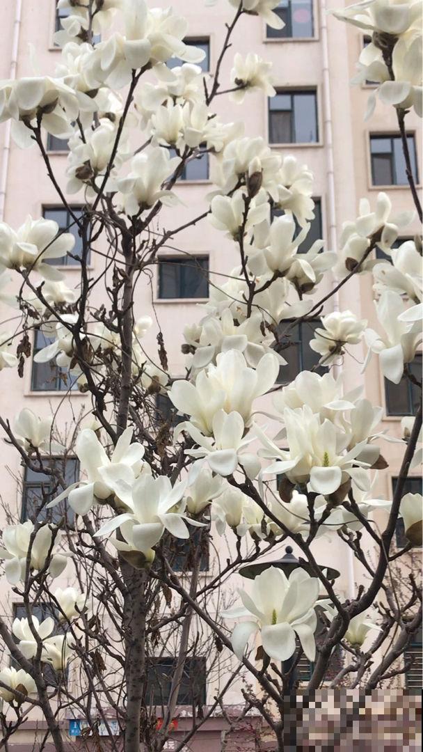 有气质的人都爱养的花,零下15度照样开花,花朵美艳动人 有气质的人都爱养的花,零下15度照样开花,花朵美艳动人