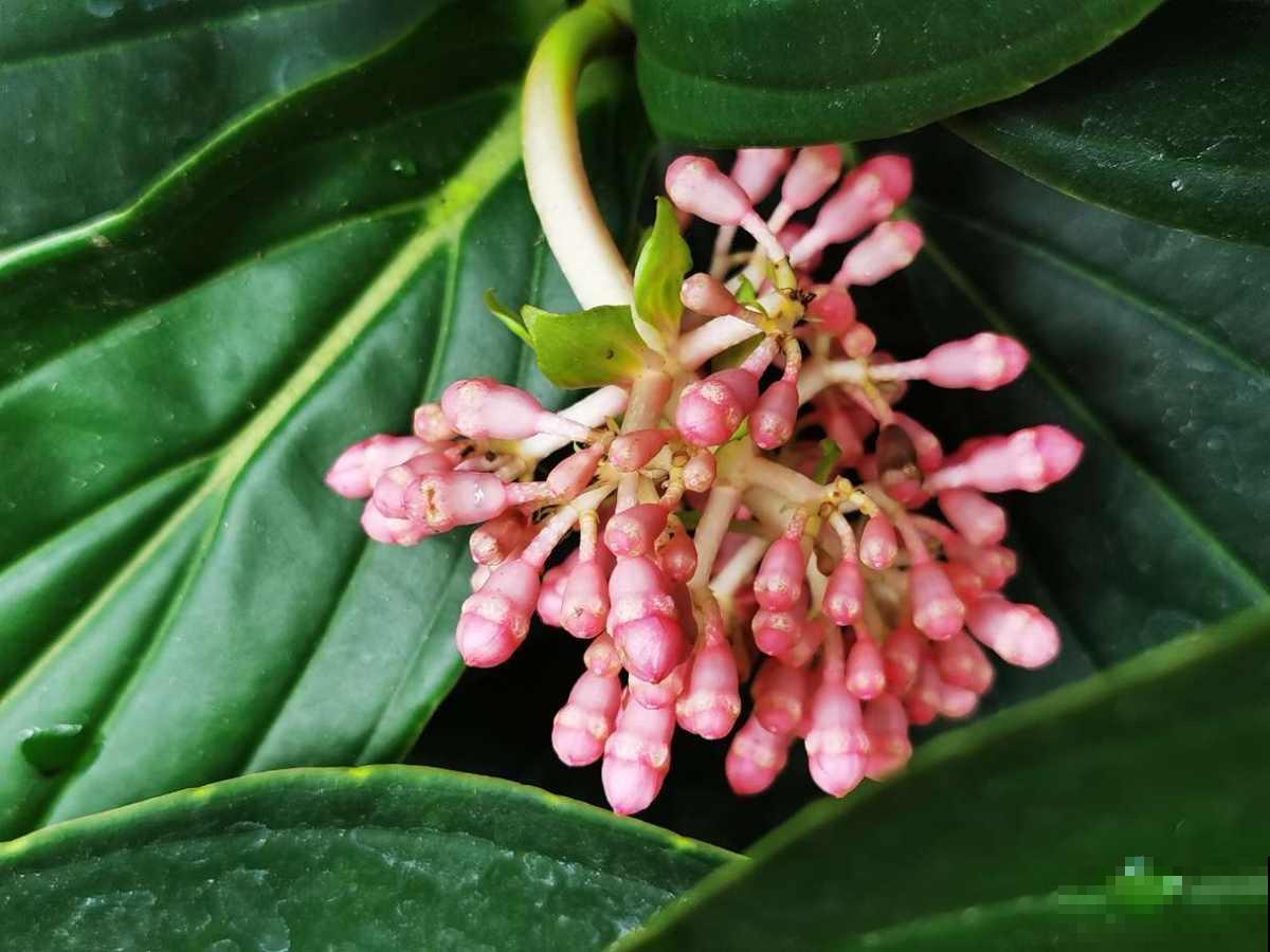 不可多得的“贵气花”，有八方来财的好兆头，养在家里大气上档次