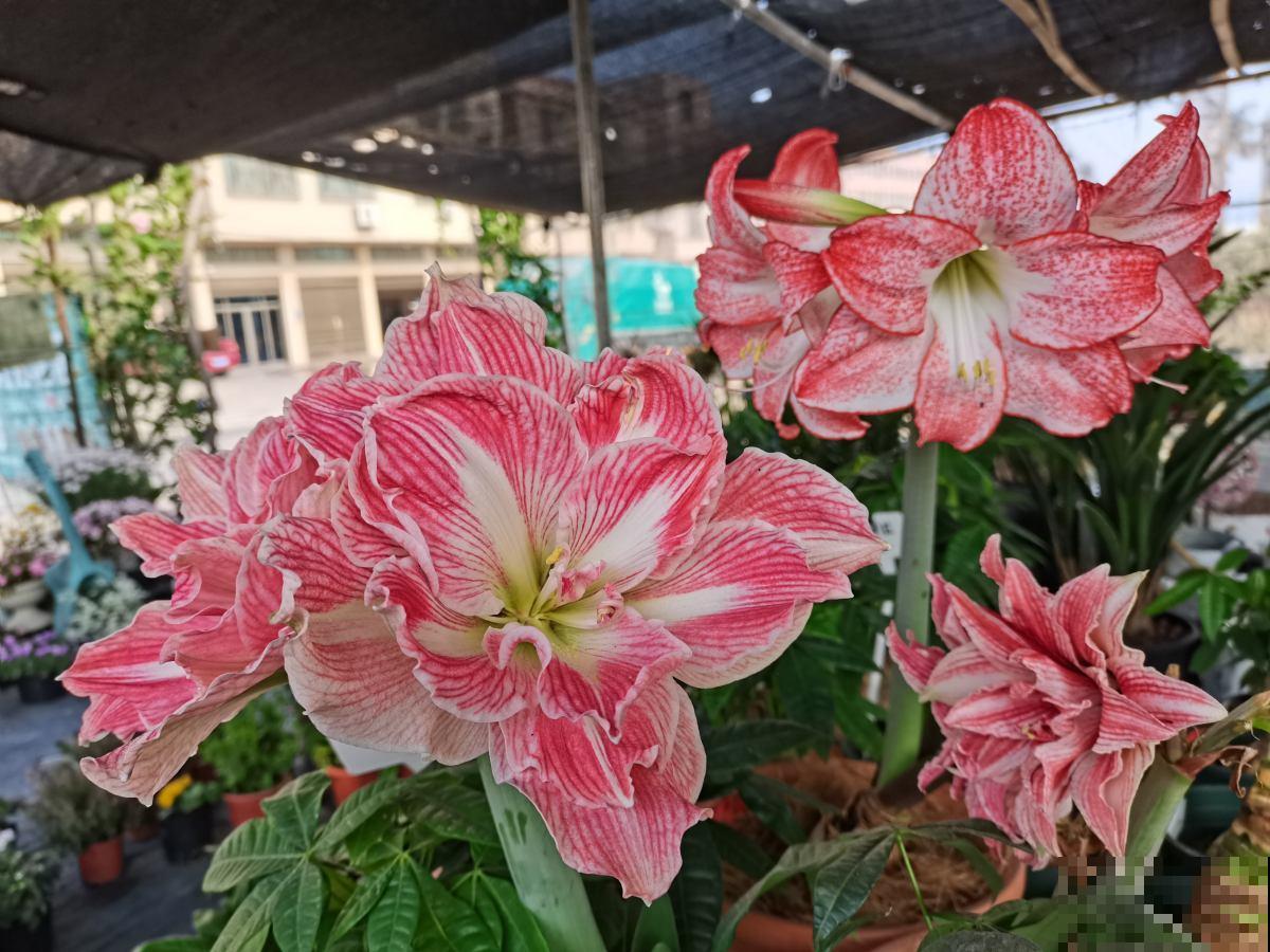 1种花名叫“朱顶红”，开花比碗口还大，中老年人养一次就上瘾