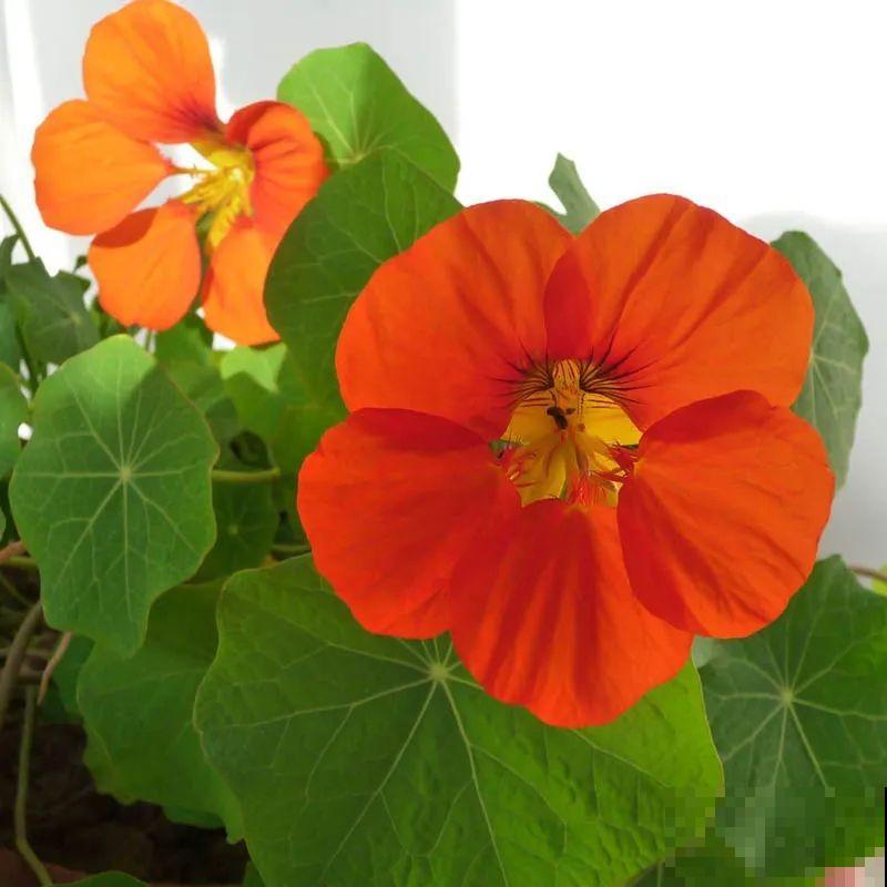 适合养在东阳台的6种花,光照不好也能开花,小阳台变花海 适合养在东阳台的6种花,光照不好也能开花,小阳台变花海