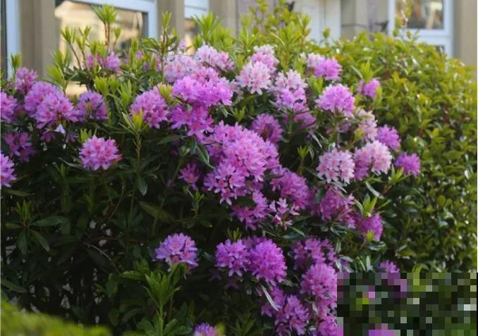 66万一盆的花,真是够贵的,打工几十年也攒不出一盆 66万一盆的花,真是够贵的,打工几十年也攒不出一盆