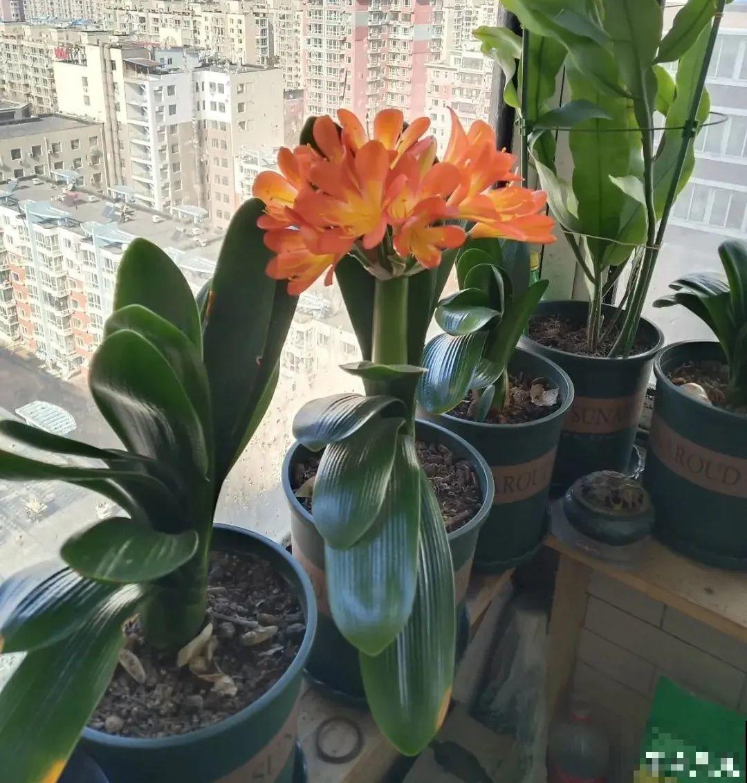 66万一盆的花,真是够贵的,打工几十年也攒不出一盆 66万一盆的花,真是够贵的,打工几十年也攒不出一盆