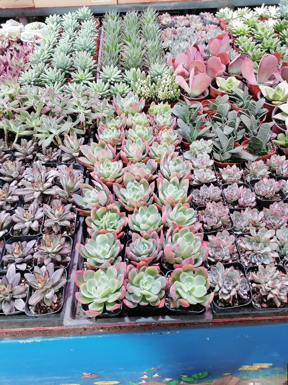 多肉冬季浇水,千万别盲目跟风,教你3点终身受用 多肉冬季浇水,千万别盲目跟风,教你3点终身受用