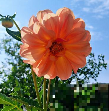 9种花，最适合送人，秋天送不要太合适