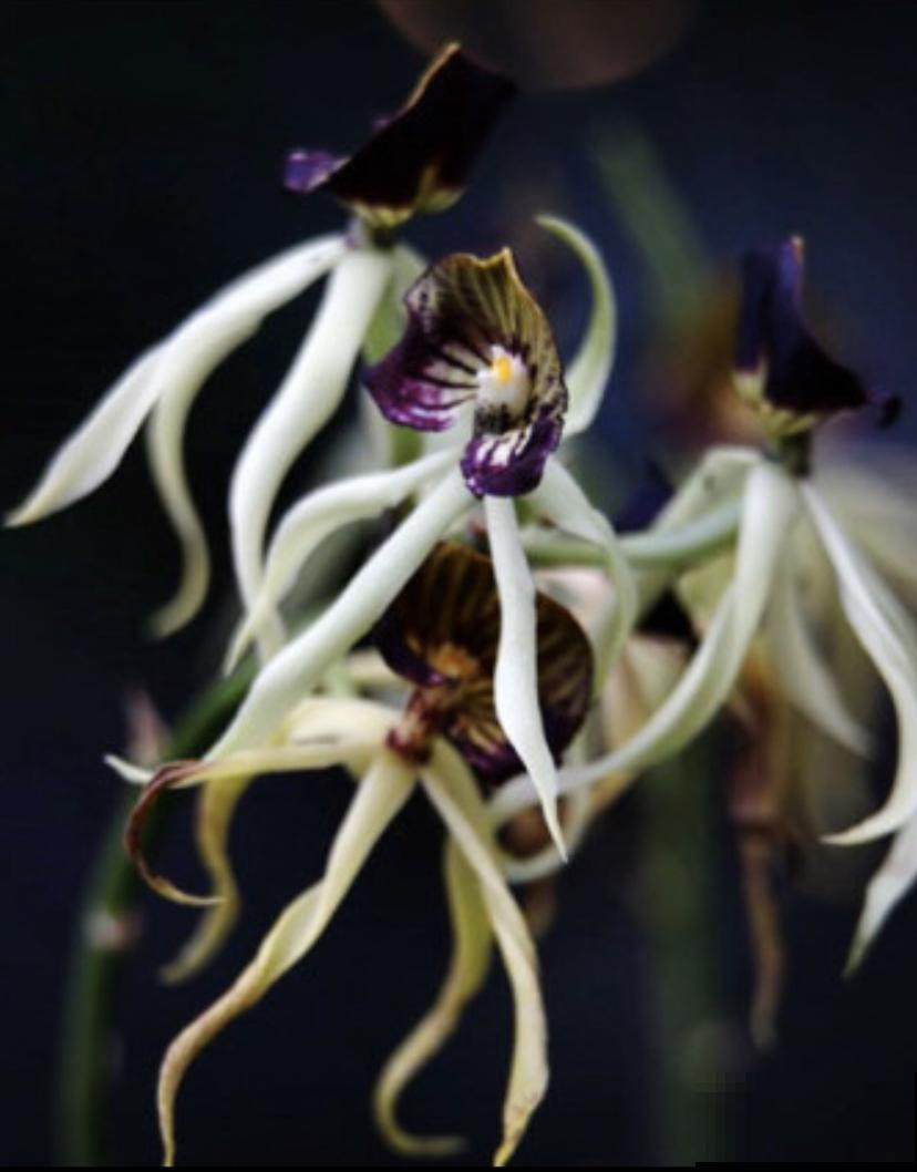 6种植物，长得特像小动物，惟妙惟肖又好养