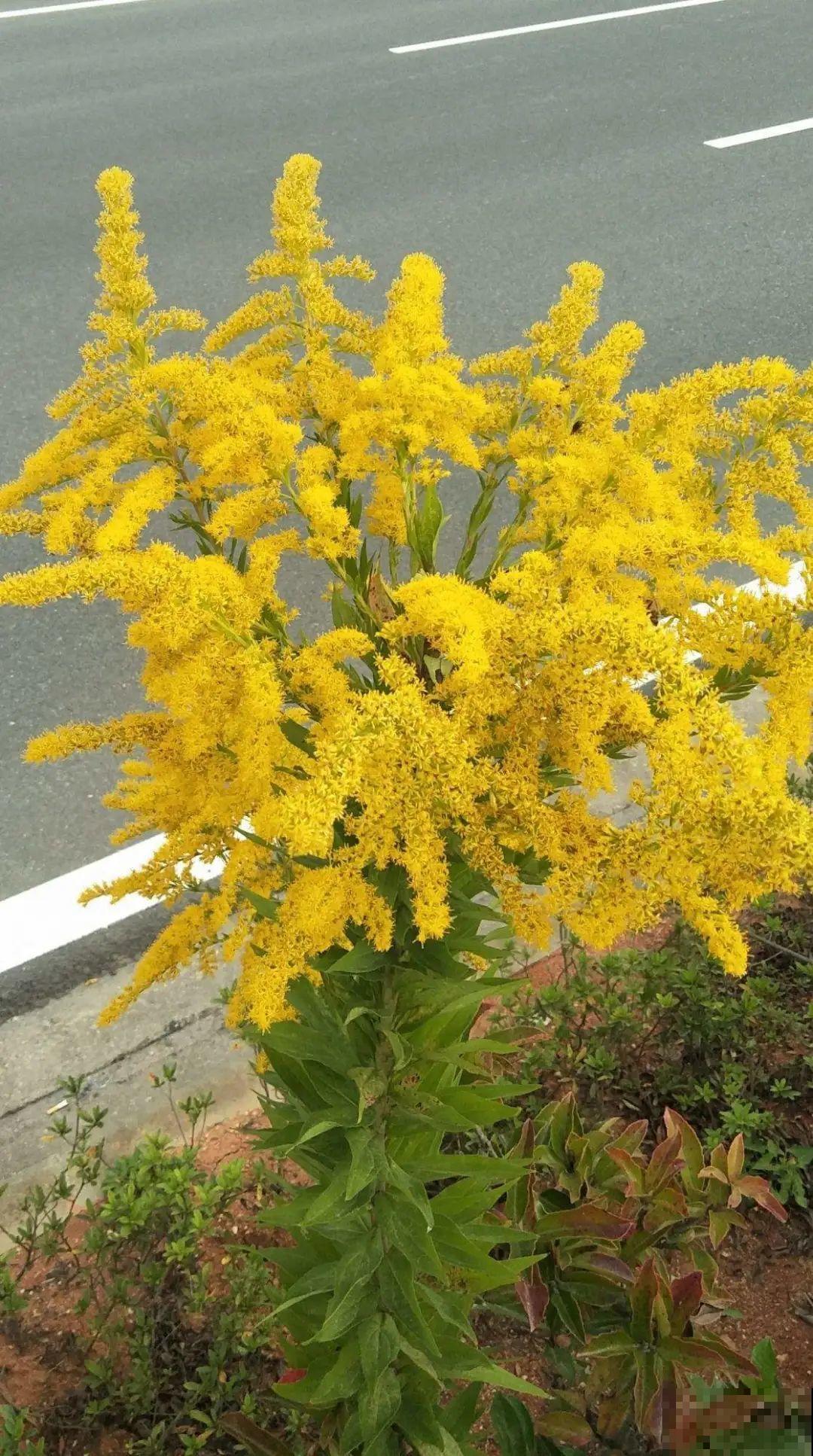 5种花长太快，容易泛滥成灾，千万别随便丢弃