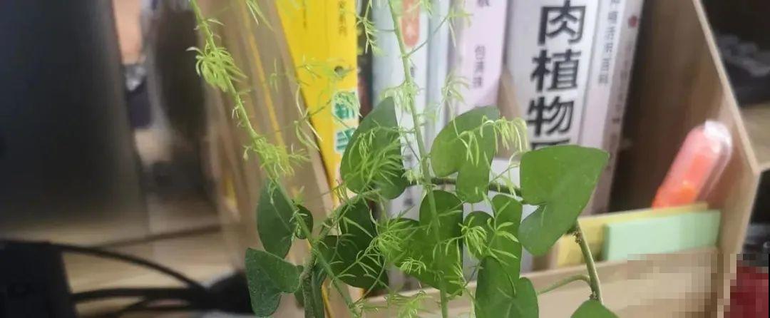 5种花,要是秋天不扦插,错过还得等1年! 5种花,要是秋天不扦插,错过还得等1年!