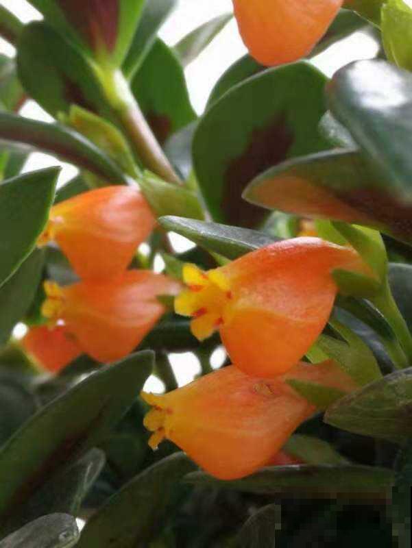 阳台就养盆金鱼吊兰，满盆开出小金鱼，寓意年年有余