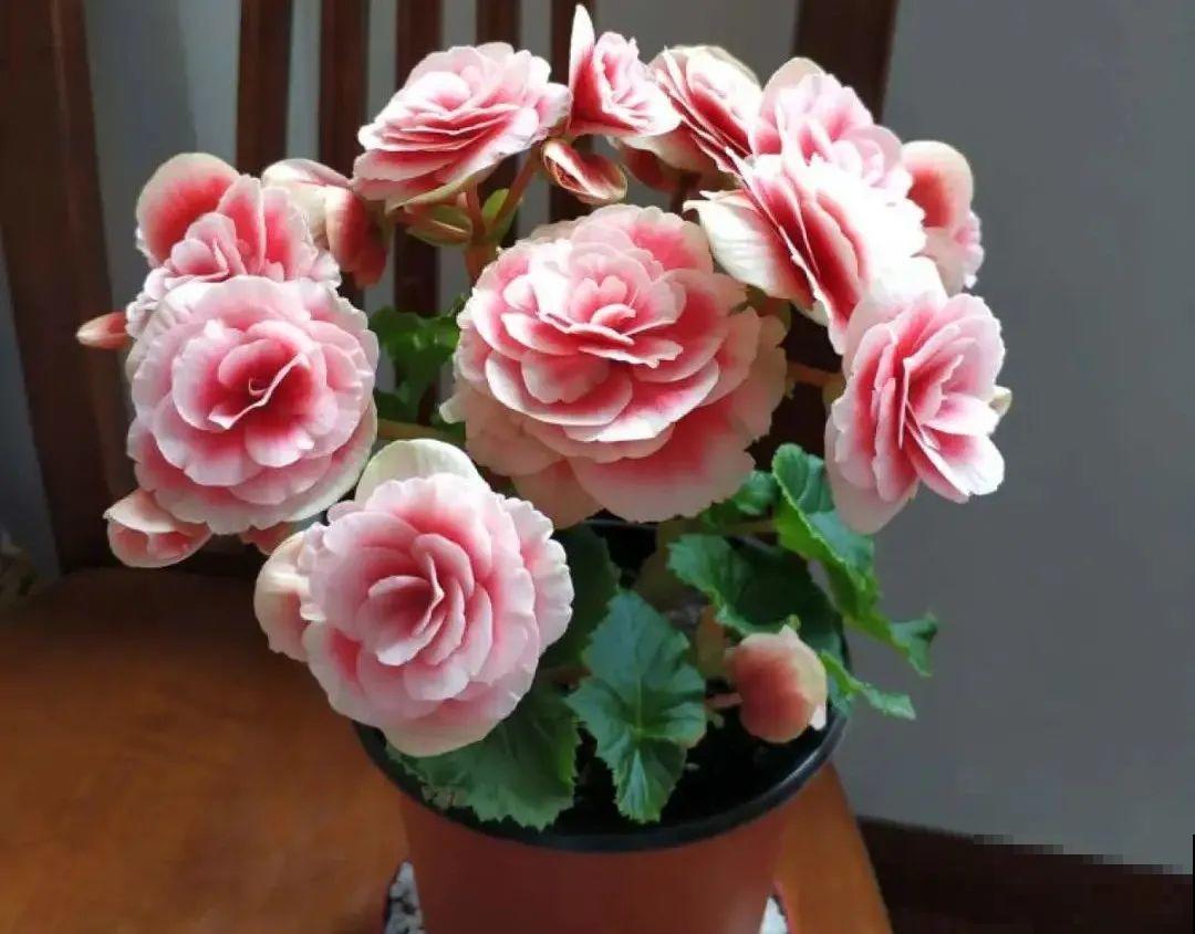 买茶花也要注意“坑”，注意5要点，叶子挺立有精神