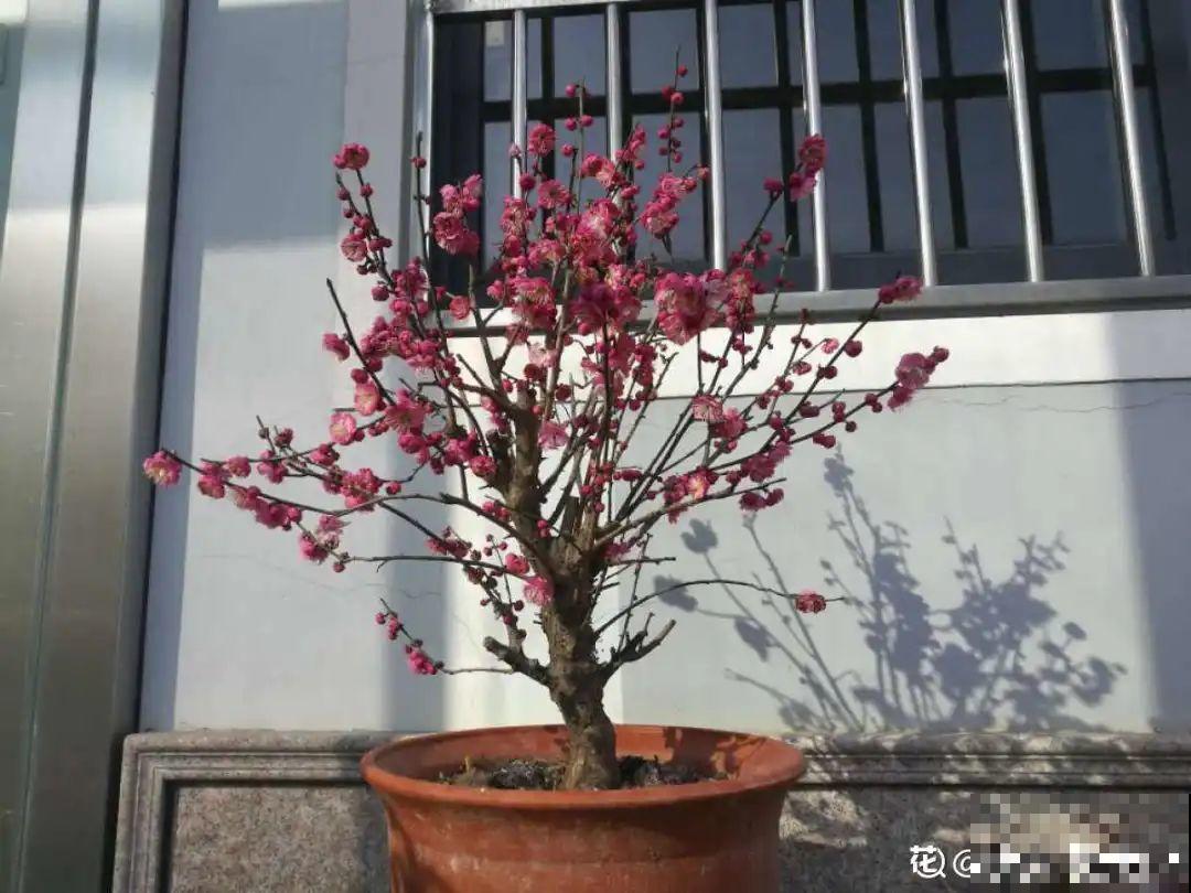 八种花养成老桩，有镇宅旺家好兆头，生机满满