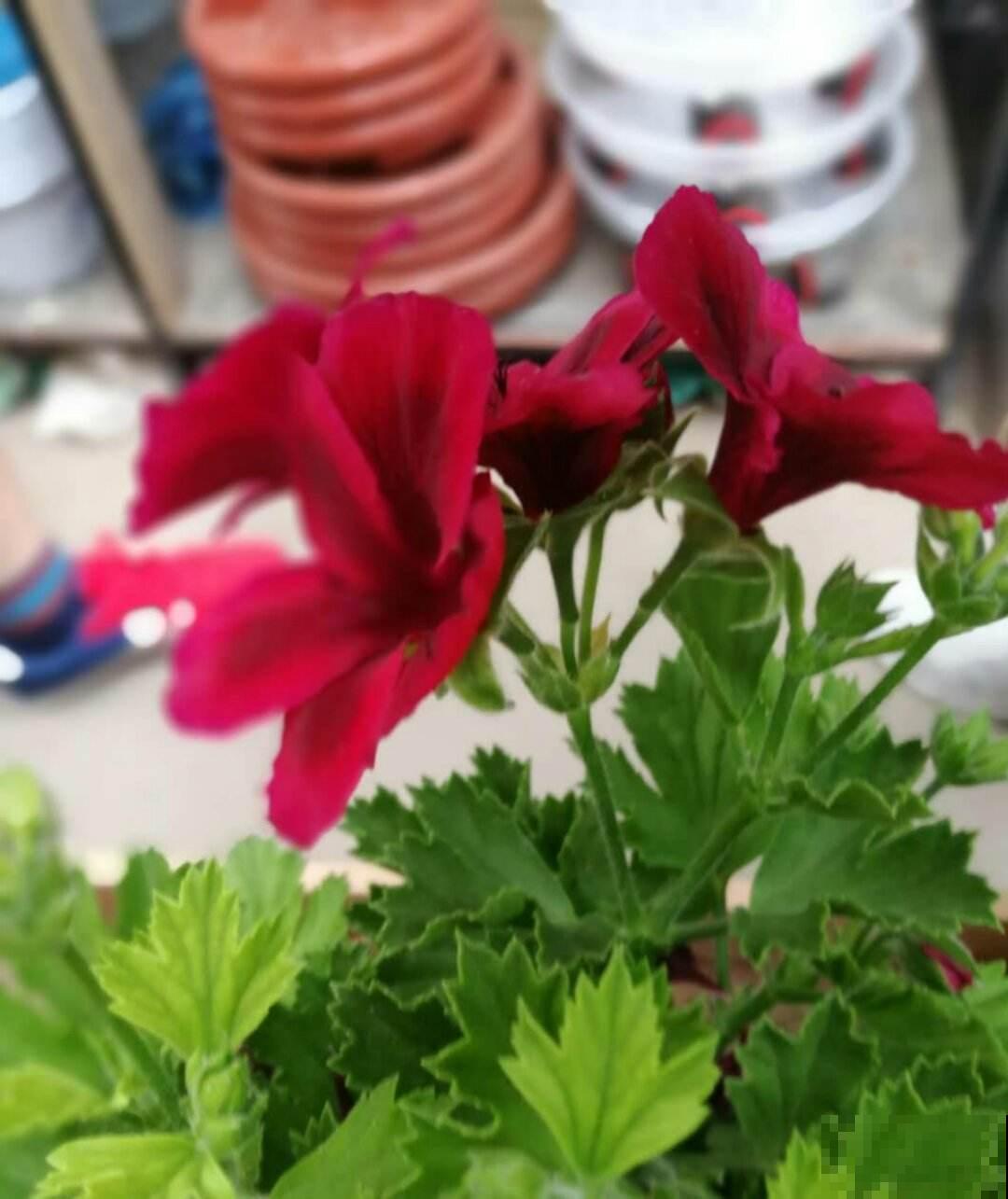 4种花现在是反季节，买回家就是交“智商税”，白花冤枉钱