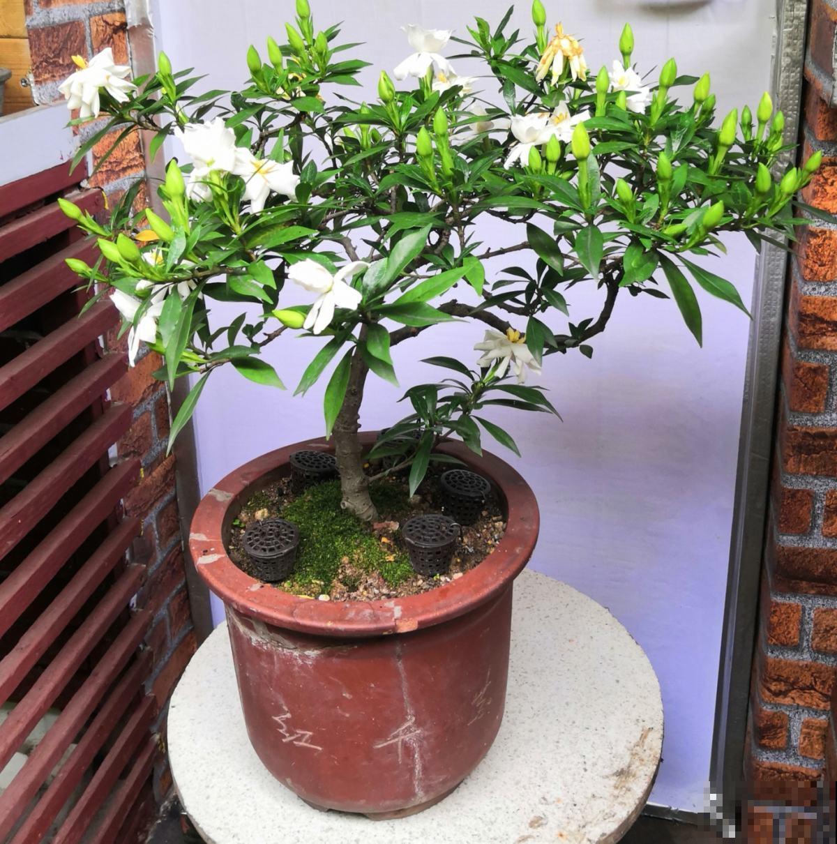 比香水还好闻的6种植物，秋冬种上它，满屋子都是香味