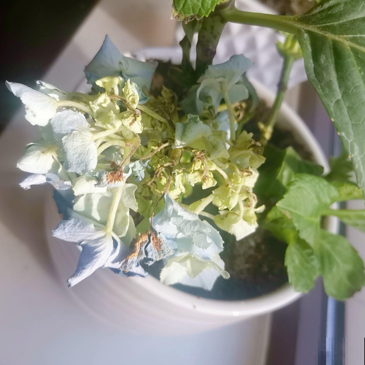 新买回家的花总是蔫叶，记住养花4要点，叶子油亮花开爆