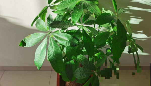 发财树怎么修剪枝叶