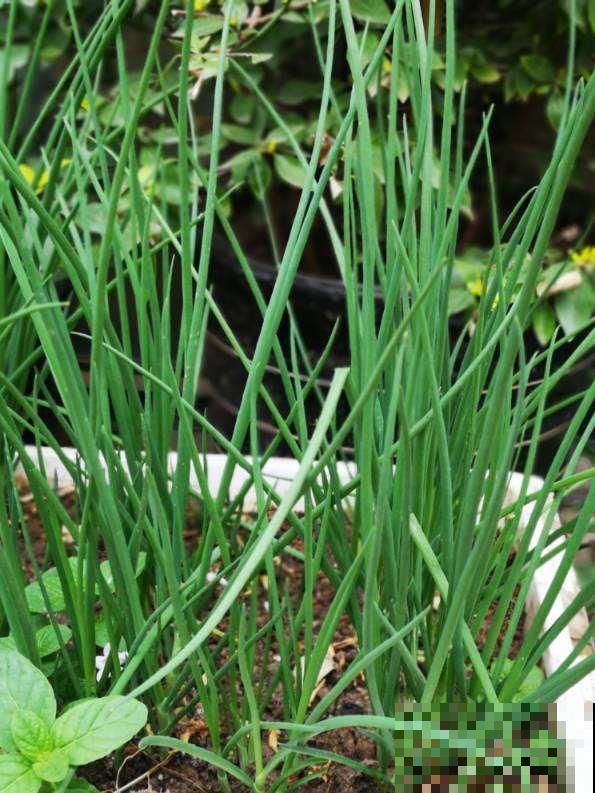 阳台也能打造菜园子，现在种1个月后就能吃，省下多少买菜钱