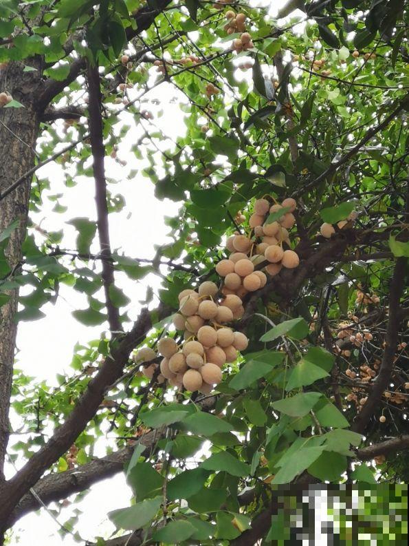银杏浑身都是宝,为啥种的人那么少?原因有三点 银杏浑身都是宝,为啥种的人那么少?原因有三点