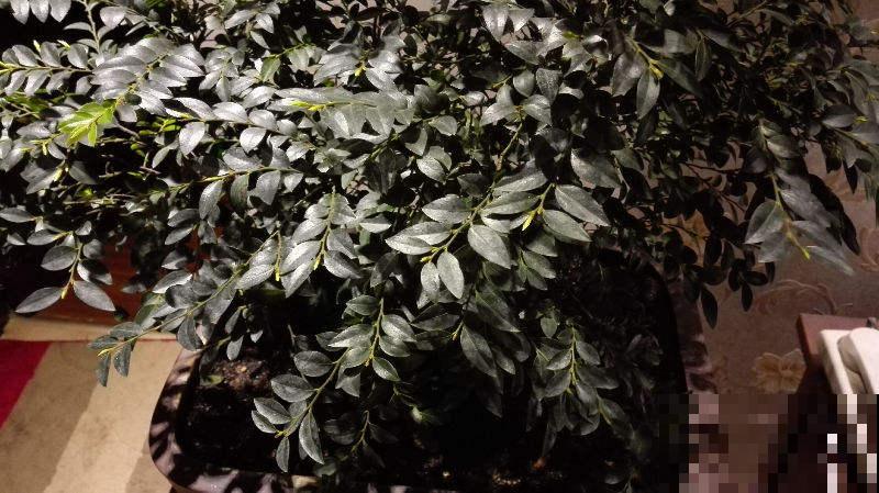 老花匠轻易不说的养根窍门,柳根泡水加“小秘方”,比营养液管用 老花匠轻易不说的养根窍门,柳根泡水加“小秘方”,比营养液管用